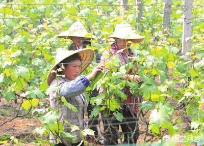 赛美容葡萄特点:打了激素的葡萄和没打激素的葡萄怎么区分？