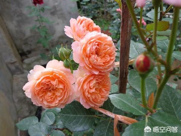 vents月季花品种介绍及图片:安德烈月季怎么样？如何养？