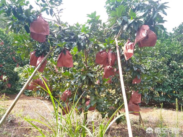 苞芽子真菌性皮肤病:沙田柚种植新技术有哪些？