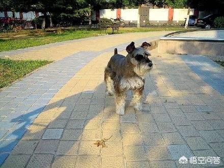 上海雪纳瑞俱乐部:泰迪和雪纳瑞比较，有什么优势吗？