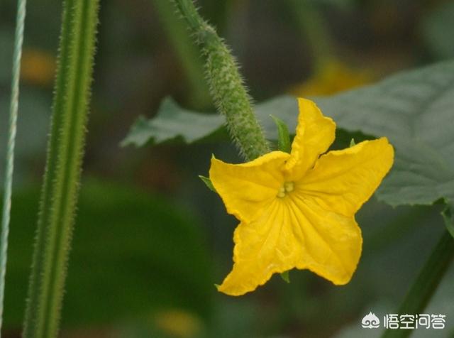 绝育黄瓜会开花吗:室内盆里播种黄瓜多久出芽 黄瓜突然不开花什么原因？