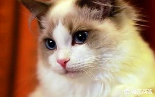 布偶猫图片:布偶猫精神好，就是有拉稀的情况该怎么办？