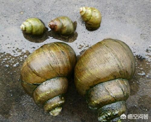 田螺和石螺怎么区别？每年哪个季节吃最合适,有多少种吃法？