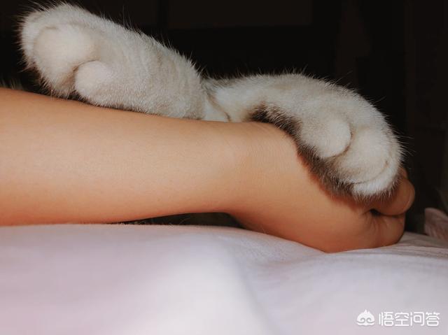 贪睡母女猫走红 图:那些徒步的人，真的是走路去嘛？