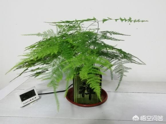 一叶兰l小盆怎样换大盆:一叶兰适合用大盆还是小盆 刚买回家的文竹怎样换盆？