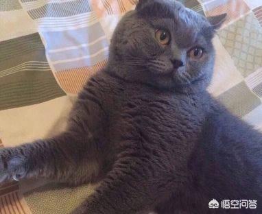 英短蓝猫特别小图片:打算入手一只英国短毛猫大概多少钱？