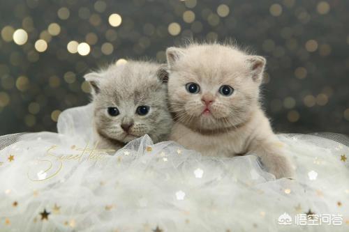 猫为什么会吃自己的孩子？