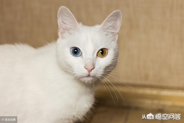 猫白血病:家养的猫咪该注射什么疫苗？
