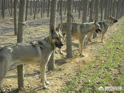 东北长毛狼青犬图片大全:二战时期，日军的狼青犬是如何培育出来的？