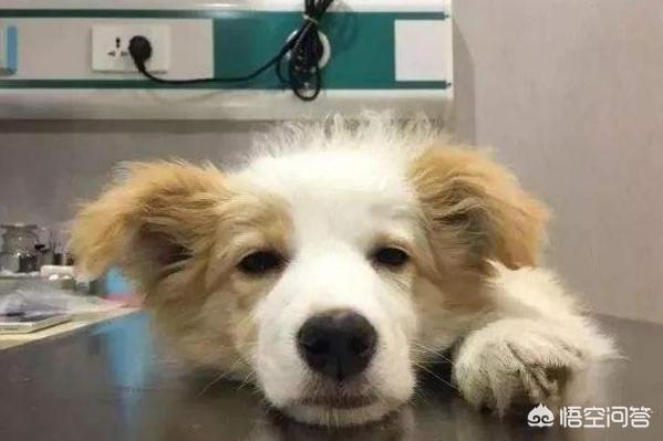 边境牧羊犬训练教程这3点你必须知道:怎样训练边牧才会对我服服帖帖？ 边境牧羊犬怎样训练成警犬