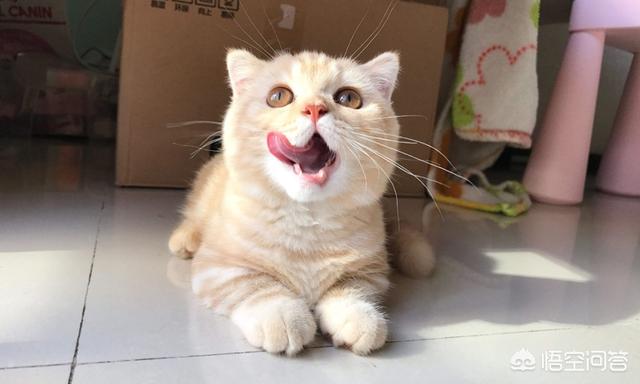 吸猫什么意思啊:吸猫什么意思啊怎么还有罪 为什么有的人天生就会被猫咪亲近呢？