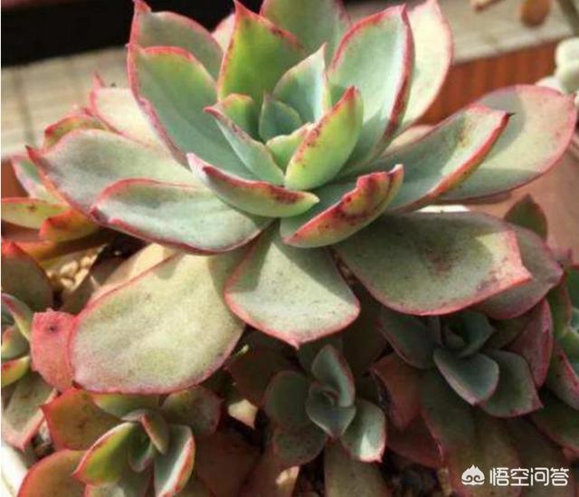 多肉大和锦根能长多粗:多肉旁边长了很小的侧芽能换盆吗？