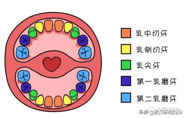 寶寶早長牙爸爸早死真實案例兒童出牙早晚影響智力嗎