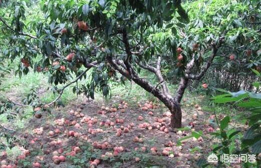 梦见一大片果树但是没果子,我家苹果树今年第二年，为什么没果？