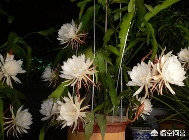 令箭荷花花芽:昙花与令箭荷花能种在一起吗？