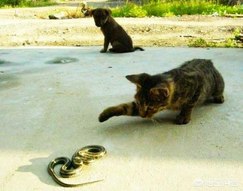 水木娃猫为什么要吃老鼠:猫为什么喜欢吃老鼠和鱼？