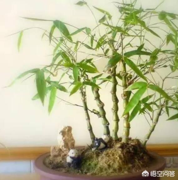 怎么养护好罗汉竹:盆栽佛肚竹应该怎样养护？