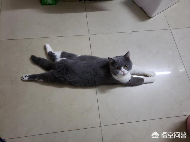 meow mix咪咪乐猫粮:成年英短吃什么猫粮比较好？