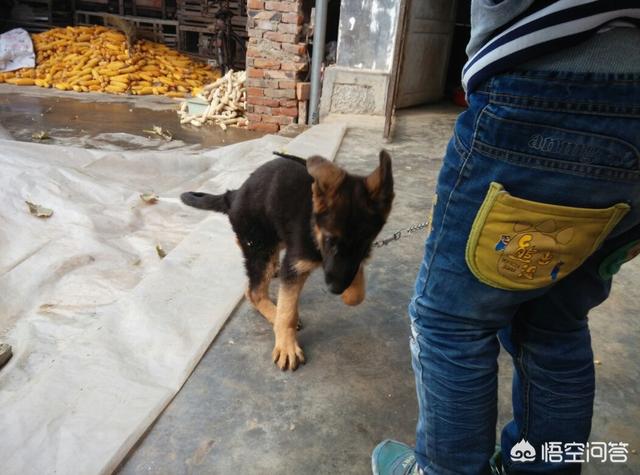 小德国牧羊犬吃什么好:德牧吃什么长得壮又大，德牧如何饲养才长得好？