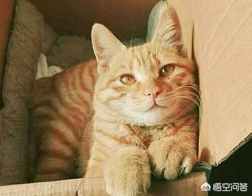 猫比特犬网易:猫的反应速度为什么那么快？