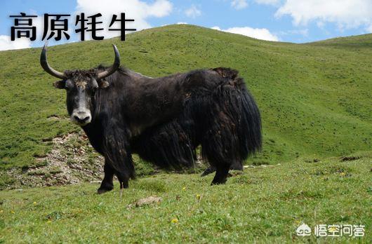 少见的奶牛品种:巴西国家产的是什么种类的牛？