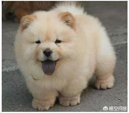 松狮好养吗:为什么大家都不太敢养松狮犬？