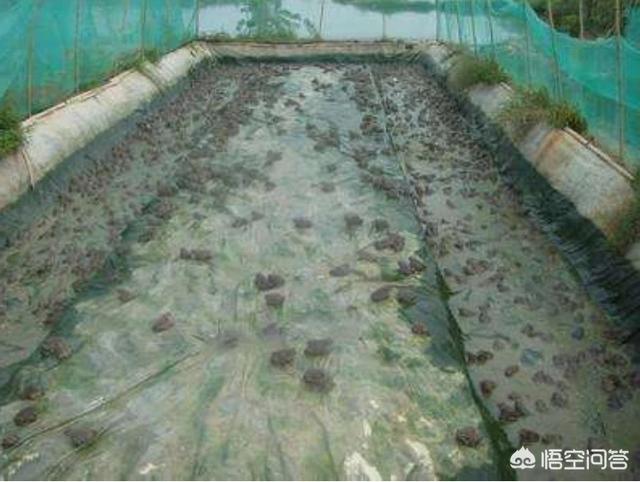 虎纹蛙价格行情:养殖青蛙市场需求大吗？我是湖南衡阳的，想回家创业？