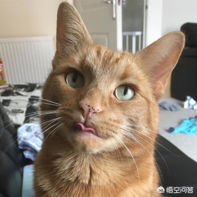 为什么我家猫不会埋屎:猫咪对着猫粮做埋猫砂动作是什么意思？