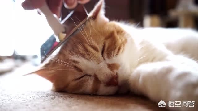 异国短毛猫 广西论坛:想养一只掉毛少，异味小一点的猫，有何建议？