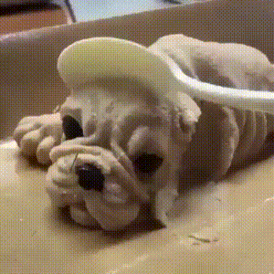 小沙皮狗蛋糕:高颜值食物是否比美味的食物更受欢迎？