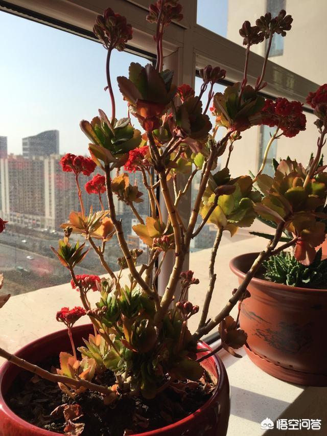 长寿花叶子有点发红叶片软是怎么回事