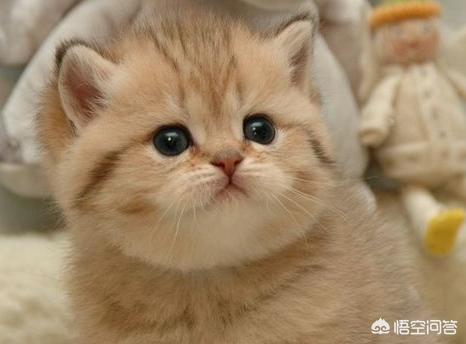 小猫回家:刚抱回家小猫咪该注意什么？