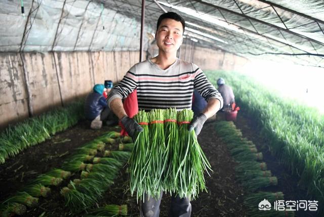 立秋种菜应注意哪些问题，菜地如何避免土壤板结掌握2个方面，蔬菜才能高产