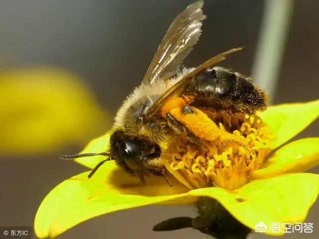 蜂胶壮阳吗，蜂胶真有宣传说的那么多的功效吗？