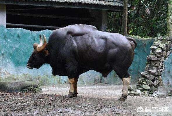 黄子韬又秀肌肉肩膀纹身显眼，最大的牛有多大？主要在哪里生存？
