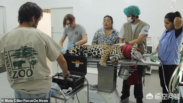 猞猁与人交尾:猞猁与人 世界首只人工授精美洲虎幼崽被母亲吃掉，猫科动物为何“食子”？