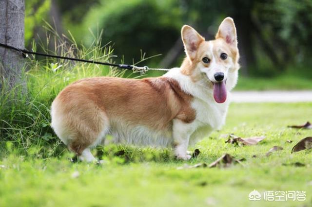 柯基犬图片:柯基犬常见的疾病有哪些？该怎么办？