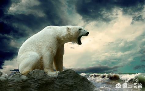 金猫和狞猫:北极熊是肉食动物单挑王吗？