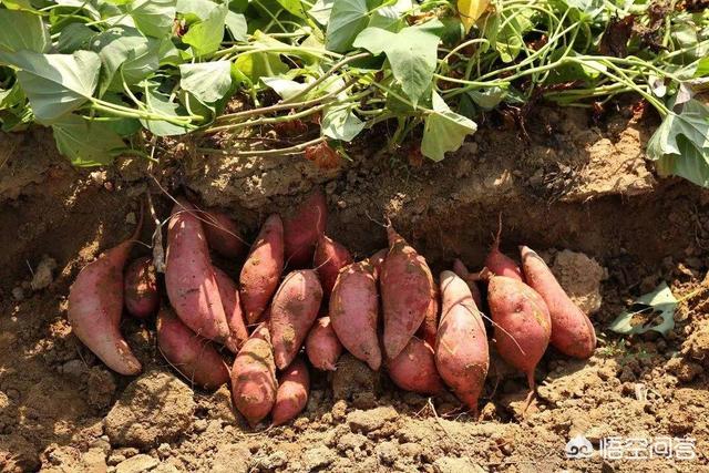 红薯懒豆花是怎么做的，红薯的懒农种植方法是怎样的