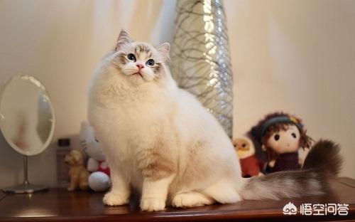 布偶猫吧的人有病:养一对布偶猫每月大约要花多少钱？ 布偶猫有病吗