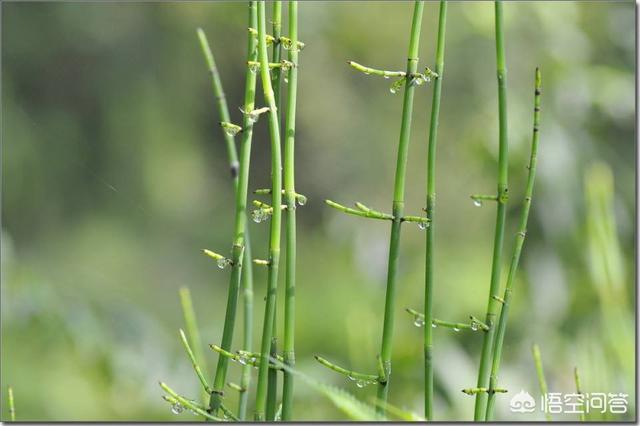 哪些蔬菜能当中草药吃，农村有哪些农民常采摘的草药