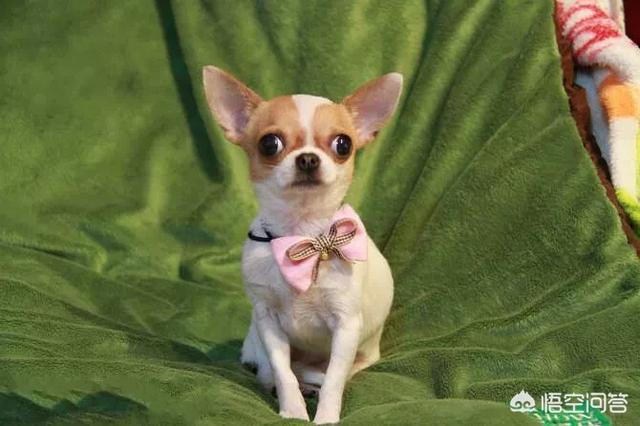 巴仙吉犬 体味:想养一只无味不掉毛的小型宠物狗，有什么推荐吗？