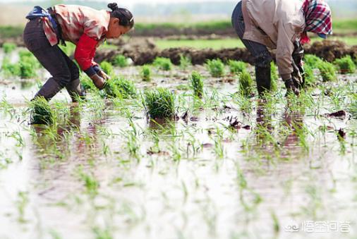 水稻改旱地的最佳方法 水稻旱改水第一年有什么要注意的？