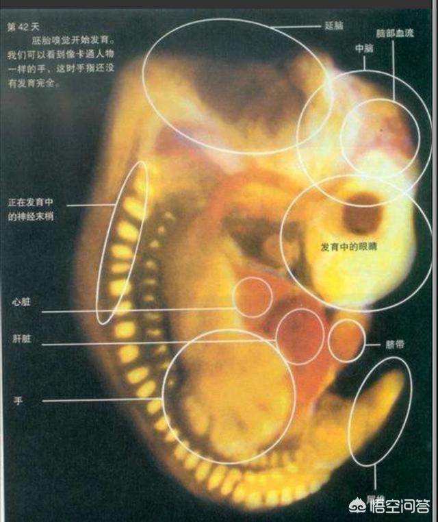 头条问答 - 怀孕42天没有卵黄囊,没有胎心胎芽,正常吗?(10个回答)
