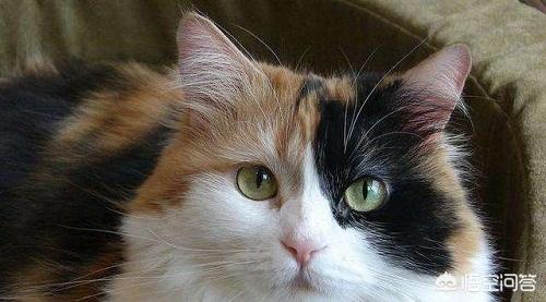 临清狮猫:临清狮猫尿频尿急会自己好吗？