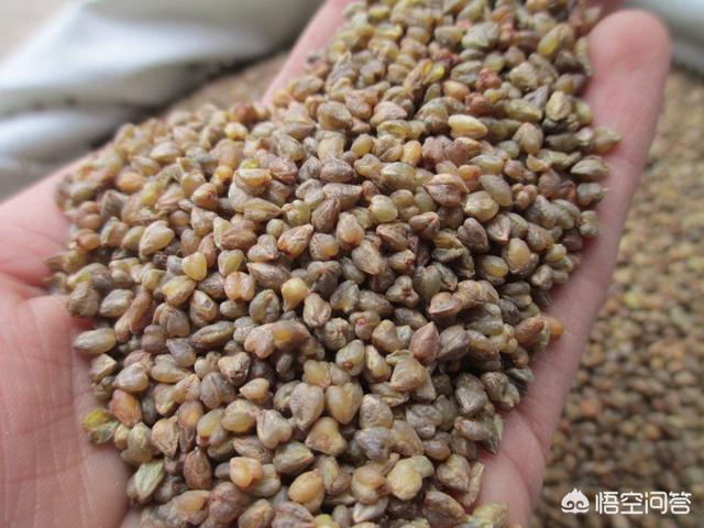 苦荞米哪些人不能吃，农村里常说的苦荞麦是什么可以吃吗有没有什么需要注意的