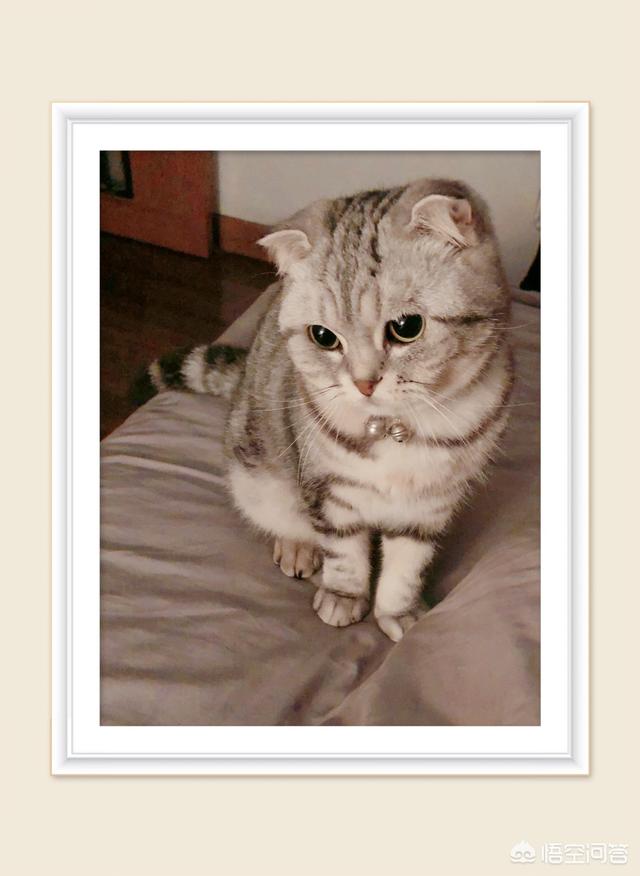 我们家猫咪快要生了，跟前跟后的一直望着我叫，给猫粮也不吃了。是什么原因？插图29