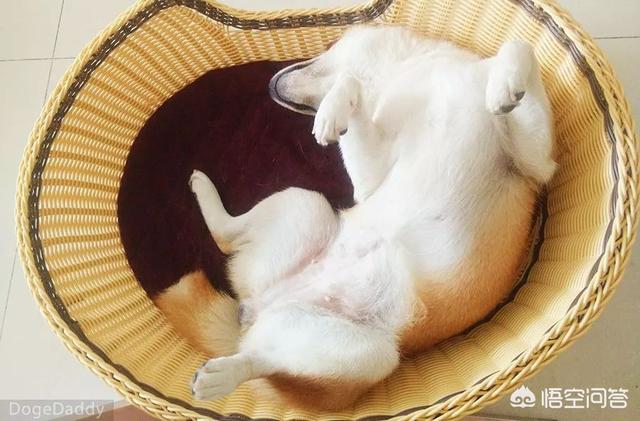 抽烟的狗狗视频下载:李佳琦带爱犬去宠物学校学习期间被拍到抽烟，大家如何看待？