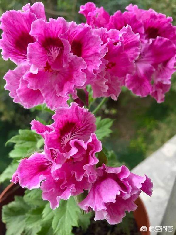 洋绣球天竺葵图片:家庭种植天竺葵每年春天买，夏季挂，怎么养殖好天竺葵呢？