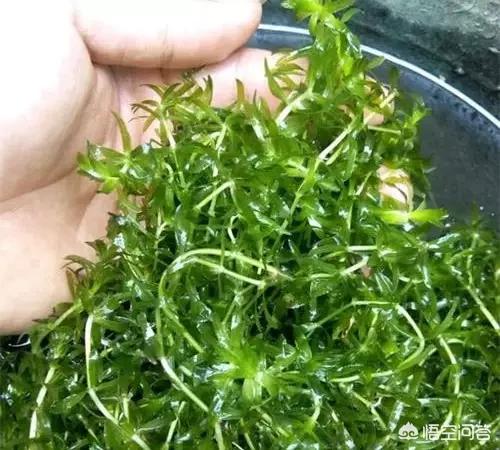 大水榕长出水面:如何保证伊乐藻生长良好？